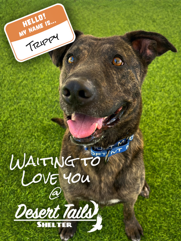 Trippy Needs Our Help!